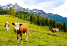 Krávy se pasou na alpské louce
