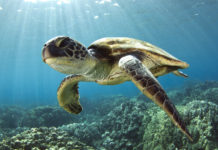 Mořská želva plavající pod hladinou