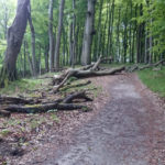 V přírodním parku Jasmund člověk nechává přírodě volnost