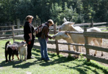 Krmení zvířat ve stepní zoo v Pamhagenu