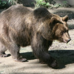 Medvěd ve stepní zoo Pamhagen