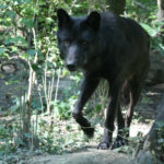 Vlk ve stepní zoo v Pamhagenu