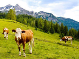 Krávy se pasou na alpské louce