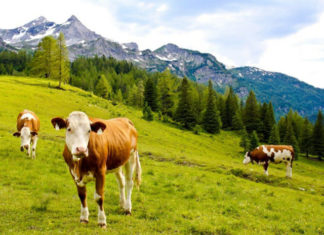 Krávy se pasou na alpské louce