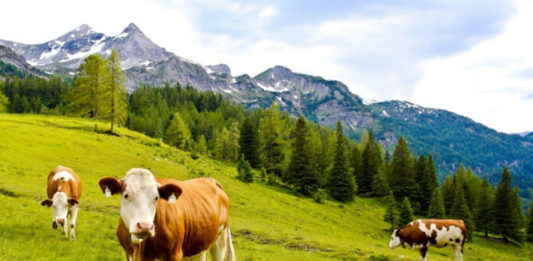 Krávy se pasou na alpské louce