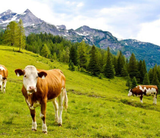 Muzeum farmaření Edelweiss Alm Krávy se pasou na alpské louce