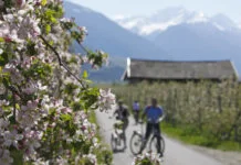 Mals – Merano údolím Val Venosta Cyklo trasa vedoucí jabloňovým sadem v oblasti Merana