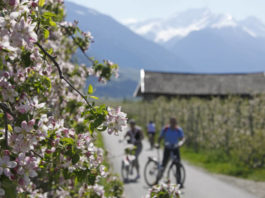 Mals – Merano údolím Val Venosta Cyklo trasa vedoucí jabloňovým sadem v oblasti Merana