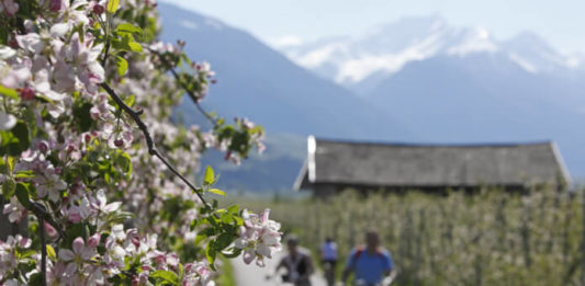 Mals – Merano údolím Val Venosta Cyklo trasa vedoucí jabloňovým sadem v oblasti Merana