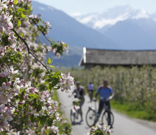Mals – Merano údolím Val Venosta Cyklo trasa vedoucí jabloňovým sadem v oblasti Merana