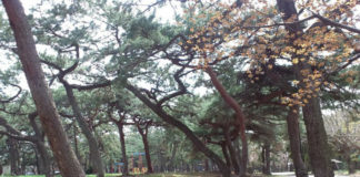 Hemingwayův park Borovicový park