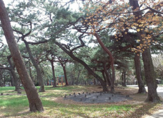 Hemingwayův park Borovicový park