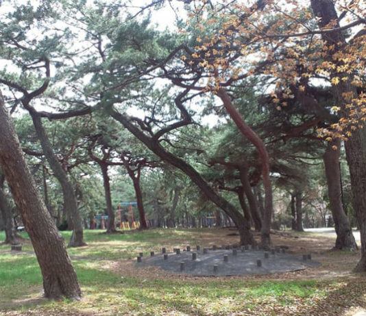 Hemingwayův park Borovicový park