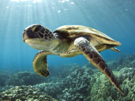 Poznejte podmořský život v Sea Life Jesolo Mořská želva plavající pod hladinou