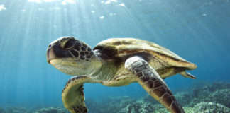 Poznejte podmořský život v Sea Life Jesolo Mořská želva plavající pod hladinou