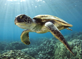 Poznejte podmořský život v Sea Life Jesolo Mořská želva plavající pod hladinou