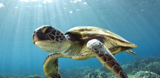 Mořská želva plavající pod hladinou