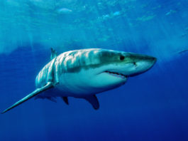 Žralok plavající v moři