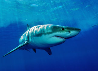 Zábavní park a akvárium Gulliverlandia Žralok plavající v moři