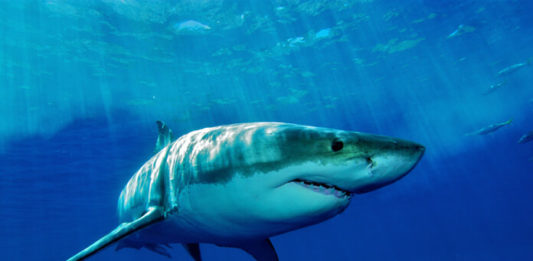 Zábavní park a akvárium Gulliverlandia Žralok plavající v moři