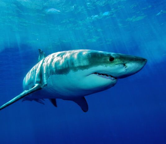 Zábavní park a akvárium Gulliverlandia Žralok plavající v moři