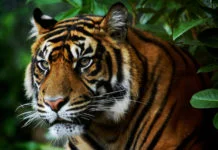 Zoo Punta Verde Detail hlavy tygra