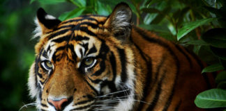 Zoo Punta Verde Detail hlavy tygra