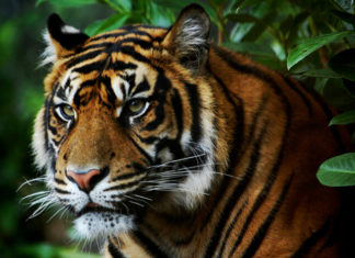 Zoo Punta Verde Detail hlavy tygra