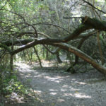 Cesta ve stepní zoo v Pamhagenu