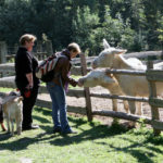 Krmení zvířat ve stepní zoo v Pamhagenu