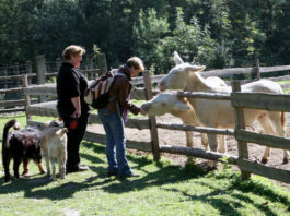 Stepní zoo Pamhagen Krmení zvířat ve stepní zoo v Pamhagenu