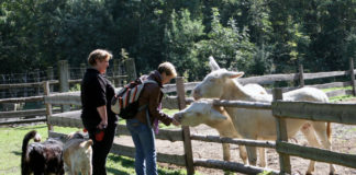 Stepní zoo Pamhagen Krmení zvířat ve stepní zoo v Pamhagenu