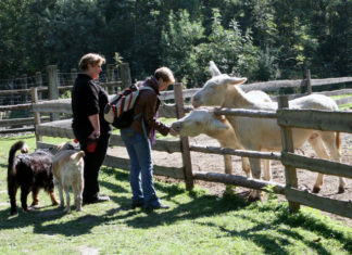 Krmení zvířat ve stepní zoo v Pamhagenu