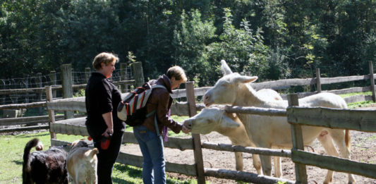 Krmení zvířat ve stepní zoo v Pamhagenu