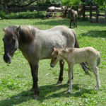 Koně Tarpan ve stepní zoo Pamhagen