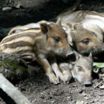 Malá prasátka ve stepní zoo v Pamhagenu