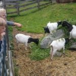 Freizeitpark Aufenfeld - minizoo