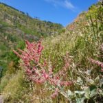 Sestup Oslí stezkou do Curral das Freiras