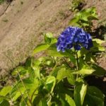 Údolí jeptišek (Curral das Freiras)