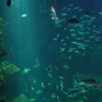 Akvárium Porto Moniz