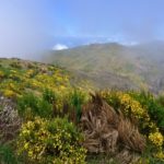 Pico do Arieira - vegetace